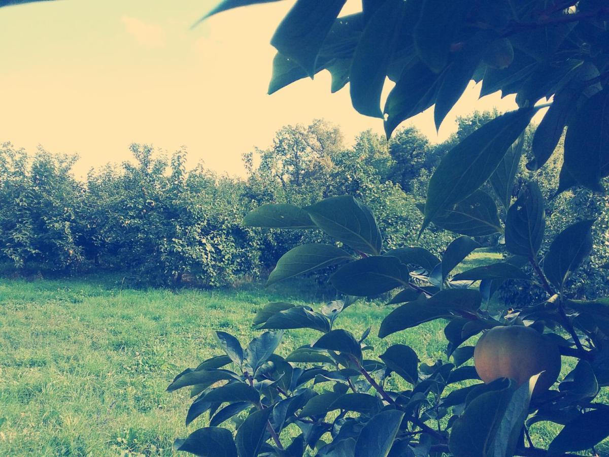 Cascina Bucolica B&B Alpignano Bagian luar foto
